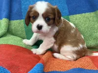 AKC CH Dexter, a male Cavalier King Charles Spaniel for sale in Bellflower, CA – 1 of 10