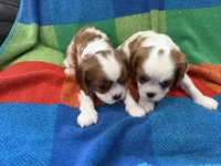 AKC CH Dexter, a male Cavalier King Charles Spaniel for sale in Bellflower, CA – 10 of 10