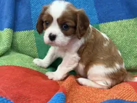 AKC CH Dexter, a male Cavalier King Charles Spaniel for sale in Bellflower, CA – 4 of 10