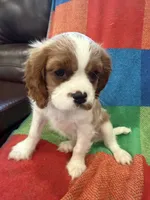 AKC Queen’s Baby , a female Cavalier King Charles Spaniel for sale in Bellflower, CA – 7 of 10