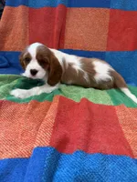 AKC Bella, a female Cavalier King Charles Spaniel for sale in Bellflower, CA – 10 of 10