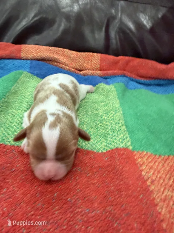 AKC Mr Woderfull – Cavalier King Charles Spaniel puppy for sale in Bellflower, CA
