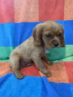AKC Charlie Brown, a male Cavalier King Charles Spaniel for sale in Bellflower, CA – 6 of 10