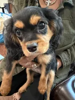 AKC Pretty Pistol , a female Cavalier King Charles Spaniel for sale in Bellflower, CA – 5 of 10