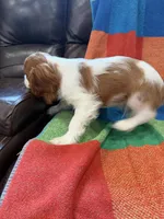 AKC Handsome Boy, a male Cavalier King Charles Spaniel for sale in Bellflower, CA – 3 of 10