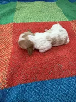 AKC Little Princess , a female Cavalier King Charles Spaniel for sale in Bellflower, CA – 5 of 10