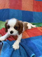 AKC Pretty Girl , a female Cavalier King Charles Spaniel for sale in Bellflower, CA – 4 of 10