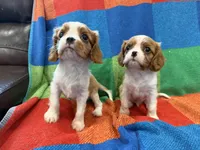 AKC CH Bella, a female Cavalier King Charles Spaniel for sale in Bellflower, CA – 8 of 10