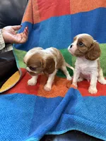 AKC CH Bella, a female Cavalier King Charles Spaniel for sale in Bellflower, CA – 10 of 10