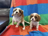 AKC CH Bella, a female Cavalier King Charles Spaniel for sale in Bellflower, CA – 9 of 10