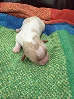 AKC Rudolph , a male Cavalier King Charles Spaniel for sale in Bellflower, CA – 2 of 10