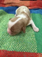 AKC Santa Claus, a male Cavalier King Charles Spaniel for sale in Bellflower, CA – 7 of 10