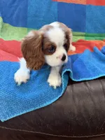 AKC Pretty Girl , a female Cavalier King Charles Spaniel for sale in Bellflower, CA – 9 of 10