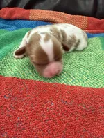 AKC Mr Woderfull, a male Cavalier King Charles Spaniel for sale in Bellflower, CA – 8 of 10