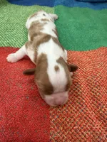AKC Mercedes, a female Cavalier King Charles Spaniel for sale in Bellflower, CA – 3 of 10