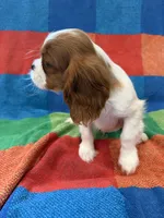 AKC Handsome Boy, a male Cavalier King Charles Spaniel for sale in Bellflower, CA – 2 of 10