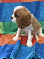 AKC Travis Kelcy, a male Cavalier King Charles Spaniel for sale in Bellflower, CA – 5 of 10