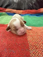 AKC Santa Claus, a male Cavalier King Charles Spaniel for sale in Bellflower, CA – 5 of 10