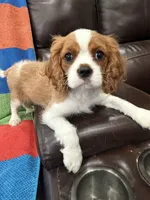 AKC Travis Kelcy, a male Cavalier King Charles Spaniel for sale in Bellflower, CA – 4 of 10