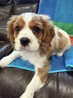 AKC Mello Yello, a male Cavalier King Charles Spaniel for sale in Bellflower, CA – 1 of 10
