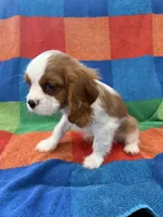 AKC Elvis, a male Cavalier King Charles Spaniel for sale in Bellflower, CA – 10 of 10
