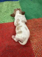 AKC Little Princess , a female Cavalier King Charles Spaniel for sale in Bellflower, CA – 8 of 10