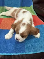 AKC Happy Girl, a female Cavalier King Charles Spaniel for sale in Bellflower, CA – 5 of 10