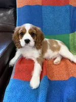 AKC Mello Yello, a male Cavalier King Charles Spaniel for sale in Bellflower, CA – 10 of 10