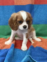 AKC Travis Kelcy, a male Cavalier King Charles Spaniel for sale in Bellflower, CA – 8 of 10