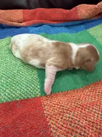AKC Santa Claus, a male Cavalier King Charles Spaniel for sale in Bellflower, CA – 6 of 10