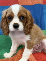 AKC Travis Kelcy, a male Cavalier King Charles Spaniel for sale in Bellflower, CA – 1 of 10