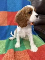 AKC Bella, a female Cavalier King Charles Spaniel for sale in Bellflower, CA – 3 of 10