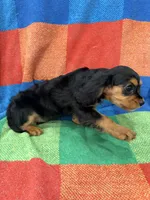AKC Pretty Pistol , a female Cavalier King Charles Spaniel for sale in Bellflower, CA – 9 of 10