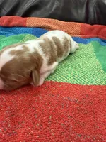 AKC Mr Woderfull, a male Cavalier King Charles Spaniel for sale in Bellflower, CA – 4 of 10