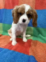 AKC Happy Girl, a female Cavalier King Charles Spaniel for sale in Bellflower, CA – 6 of 10
