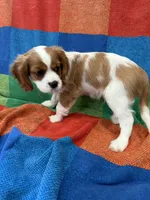 AKC Mello Yello, a male Cavalier King Charles Spaniel for sale in Bellflower, CA – 4 of 10