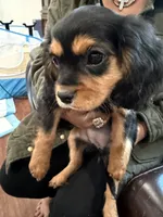 AKC Pretty Pistol , a female Cavalier King Charles Spaniel for sale in Bellflower, CA – 7 of 10