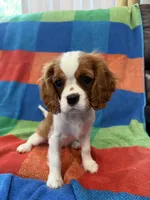 AKC Taylor Swift, a female Cavalier King Charles Spaniel for sale in Bellflower, CA – 2 of 10
