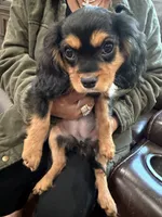 AKC Pretty Pistol , a female Cavalier King Charles Spaniel for sale in Bellflower, CA – 4 of 10