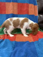 AKC Mello Yello, a male Cavalier King Charles Spaniel for sale in Bellflower, CA – 6 of 10