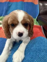 AKC Happy Girl, a female Cavalier King Charles Spaniel for sale in Bellflower, CA – 7 of 10