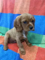 AKC Charlie Brown, a male Cavalier King Charles Spaniel for sale in Bellflower, CA – 3 of 10