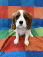 AKC Handsome Boy, a male Cavalier King Charles Spaniel for sale in Bellflower, CA – 7 of 10