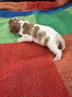 AKC Mr Woderfull, a male Cavalier King Charles Spaniel for sale in Bellflower, CA – 5 of 10
