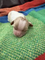 AKC Rudolph , a male Cavalier King Charles Spaniel for sale in Bellflower, CA – 3 of 10