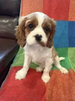 AKC Queen’s Baby , a female Cavalier King Charles Spaniel for sale in Bellflower, CA – 2 of 10