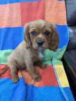 AKC Charlie Brown, a male Cavalier King Charles Spaniel for sale in Bellflower, CA – 2 of 10