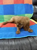 AKC Charlie Brown, a male Cavalier King Charles Spaniel for sale in Bellflower, CA – 7 of 10