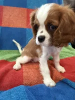 AKC Taylor Swift, a female Cavalier King Charles Spaniel for sale in Bellflower, CA – 3 of 10