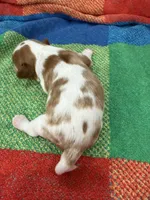 AKC Mercedes, a female Cavalier King Charles Spaniel for sale in Bellflower, CA – 2 of 10